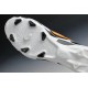 Adidas Chaussure de foot F50 Adizero Messi TRX FG homme Noir Blanc Orange
